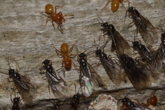Lasius latipes