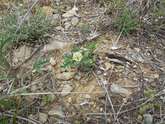 Chamaesaracha coniodes