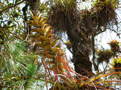 Tillandsia carlos-hankii