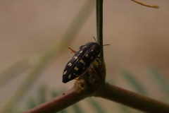Acmaeodera delumbis