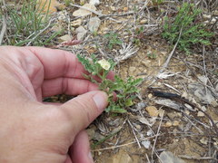 Chamaesaracha coniodes