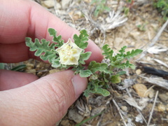 Chamaesaracha coniodes