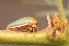 Stictopelta marmorata