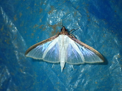 Cydalima