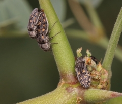 Acmaeoderini