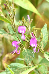 Hypoestes floribunda