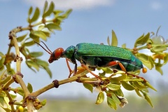 Eupompha fissiceps