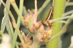 Stictopelta marmorata