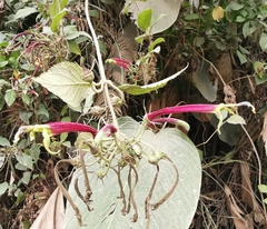 Siphocampylus orbignianus