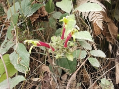 Siphocampylus orbignianus