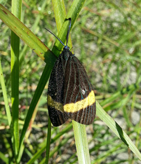 Pidorus