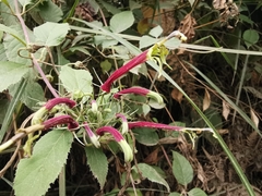 Siphocampylus orbignianus