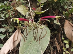 Siphocampylus orbignianus