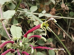 Siphocampylus orbignianus