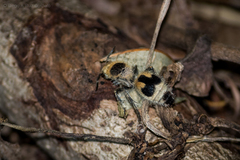 Dasymutilla arachnoides