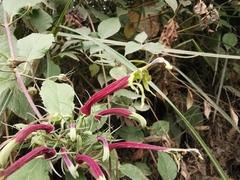 Siphocampylus orbignianus