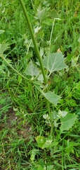 Atriplex micrantha