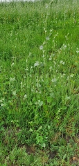 Atriplex micrantha