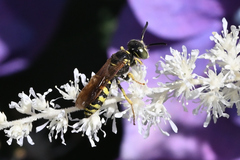 Philanthus crabroniformis