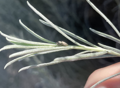 Sassacus papenhoei