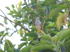 Ptiliogonys cinereus