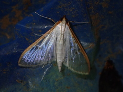 Palpita junctalis