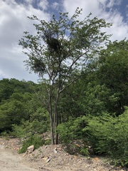 Gonopterodendron arboreum