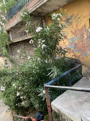 Nerium oleander
