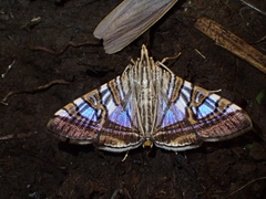 Glyphodes stolalis