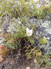 Pulsatilla tenuiloba