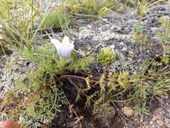 Pulsatilla tenuiloba