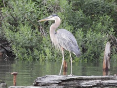 Ardea herodias
