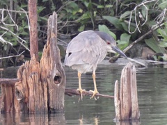 Nycticorax nycticorax