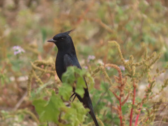 Knipolegus lophotes