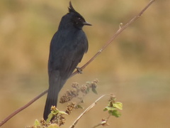 Knipolegus lophotes