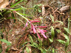 Tillandsia gymnobotrya