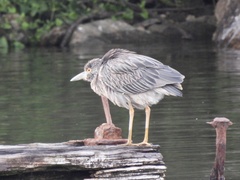 Nyctanassa violacea