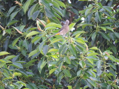 Ptiliogonys cinereus