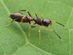 Synemosyna formica