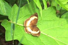 Junonia elgiva