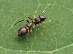 Synemosyna formica