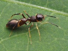Synemosyna formica