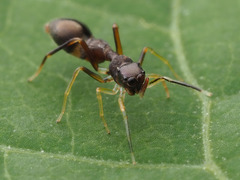 Synemosyna formica
