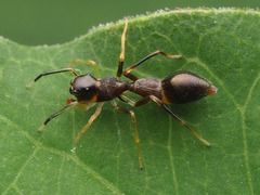 Synemosyna formica