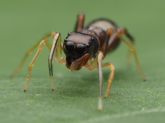 Synemosyna formica