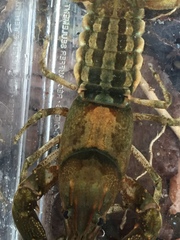 Cambarus extraneus
