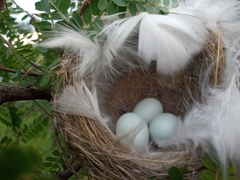 Vireo bellii