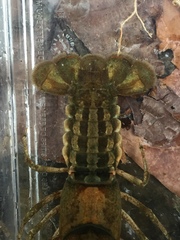 Cambarus extraneus