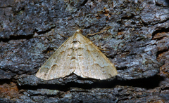 Syneora cheleuta
