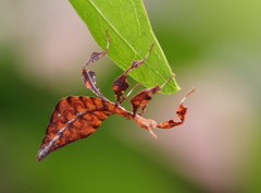 Phyllium philippinicum